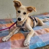 Mira im Tierheim Sulzbach, Hündin zur Adoption