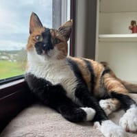 Cookie aus dem Tierschutz, Katze zur Adoption