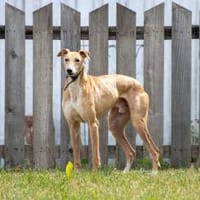 Piszke, freundlicher Magyar Agár, Hund zur Adoption