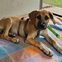 Flo im Tierheim Sulzbach, Hündin zur Adoption