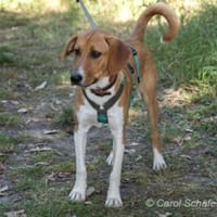 Perro ist freundlich und neugierig, Hund zur Adoption