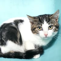 BUNNY, chatte à adopter