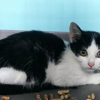 DAFFY, chat à adopter