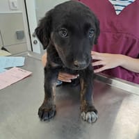 METALLICA QCN (réservée), chienne à adopter
