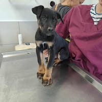NIRVANA QCN (réservé), chien à adopter