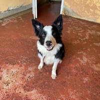 Bubu PAA22996, chien à adopter
