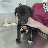 DEEP PURPLE QCN (réservée), chienne à adopter