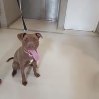 galla  paa23013, chienne à adopter