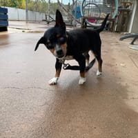 coockie paa23005, chien à adopter