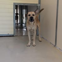 YAIKO, chien à adopter