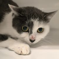 PISTACHE, chatte à adopter