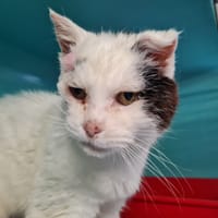 FAIRY, chatte à adopter