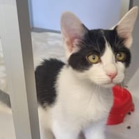 LISON, chatte à adopter