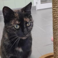 LYSMEE, chatte à adopter