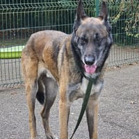 PIERSON, chien à adopter