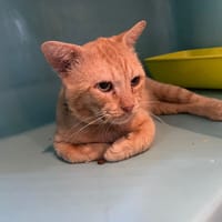 TOTO, chat à adopter