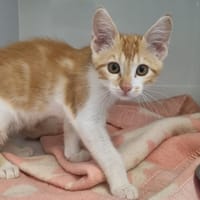 TALISMAN, chatte à adopter