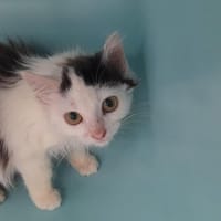 SYBELLE ( chat ), chatte à adopter