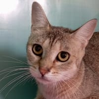 GWENOLA, chatte à adopter