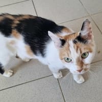 Laika, chatte à adopter