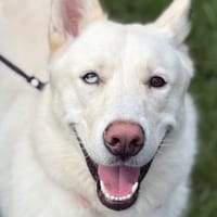 BLAKY, chien à adopter