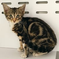 Toudoux, chat à adopter