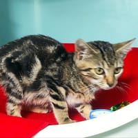 GIRLY, chatte à adopter