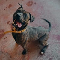 BROLY PAA23011, chien à adopter
