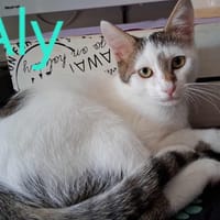 ALY, chat à adopter