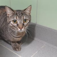 IZELIA, chatte à adopter