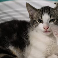 SOLEDAD, chat à adopter