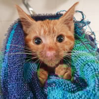 DUNE C, chat à adopter