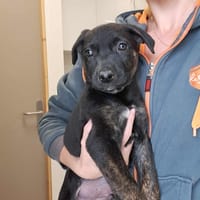 RADIOHEAD QCN, chien à adopter