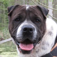 SAM VAA, chienne à adopter
