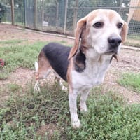 TWIST, chien à adopter