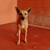 BELLE PAA23016, chienne à adopter