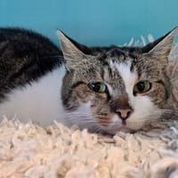 VENUS, chatte à adopter