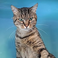 SALICORNE, chat à adopter