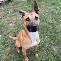 QUINOA, chienne à adopter