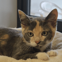 APOLINE, chatte à adopter