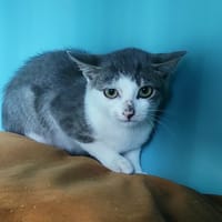 LUDI, chat à adopter