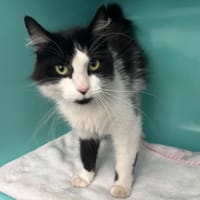 BILIE, chatte à adopter