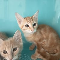 CACAHUETE C, chat à adopter