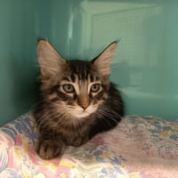 NOISETTE C, chatte à adopter