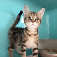 PECAN C, chatte à adopter