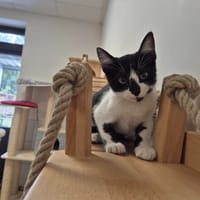 ASTRO, chat à adopter