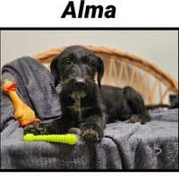 ALMA, chienne à adopter