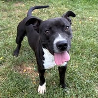 MANGA, chien à adopter