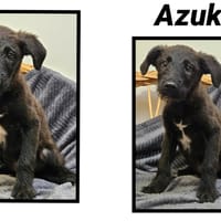 AZUKI, chien à adopter