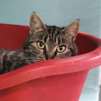 HOY, chatte à adopter